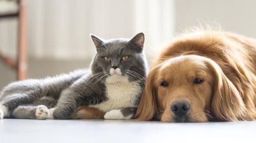 The Benefits and Considerations of Owning a Pet